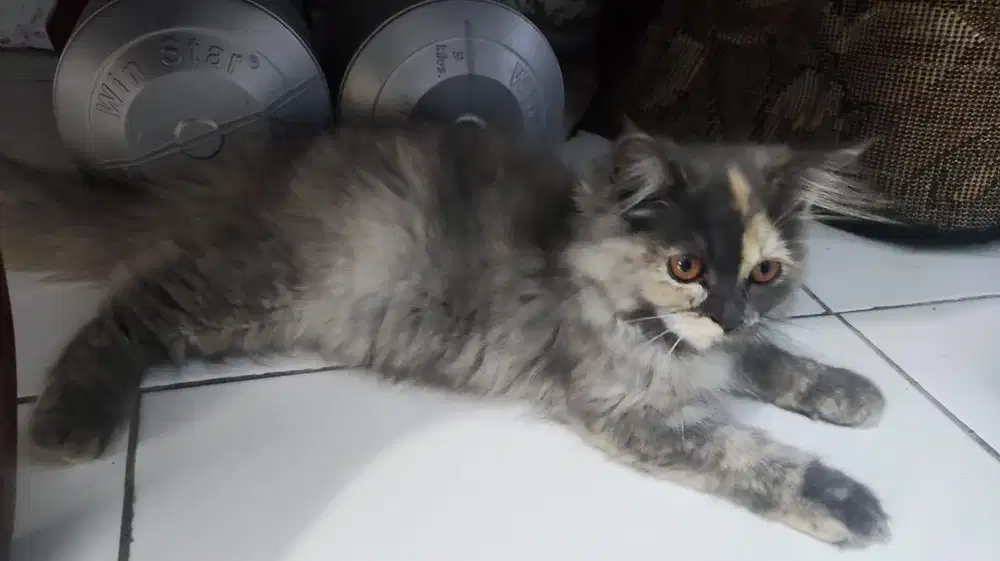 Jual kucing persia