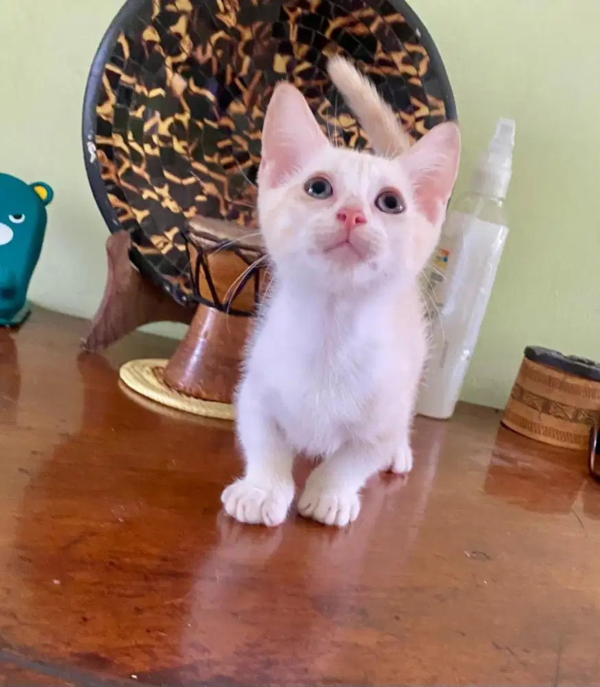 kitten munchkin 3 bulan
