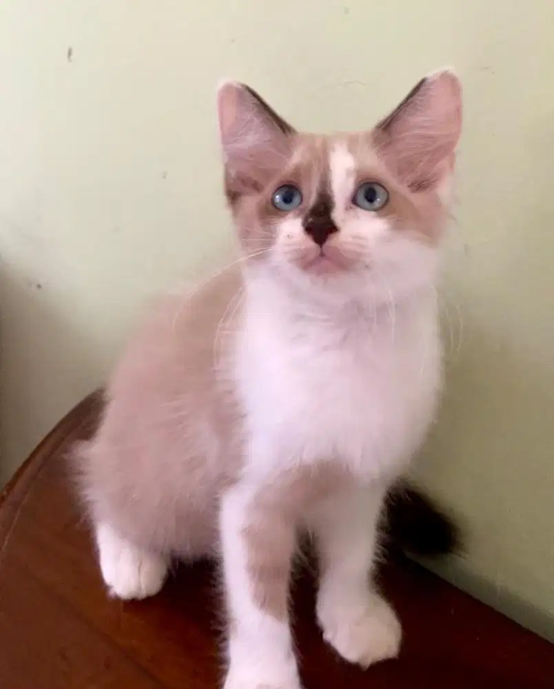 kitten jantan & betina ns anakan devon rex