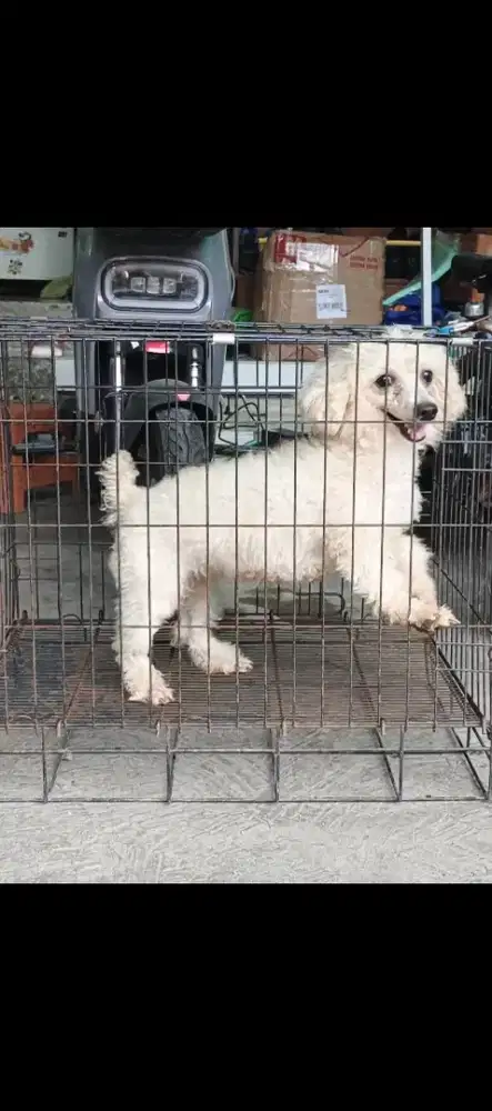 Tiny poodle /size mini betina