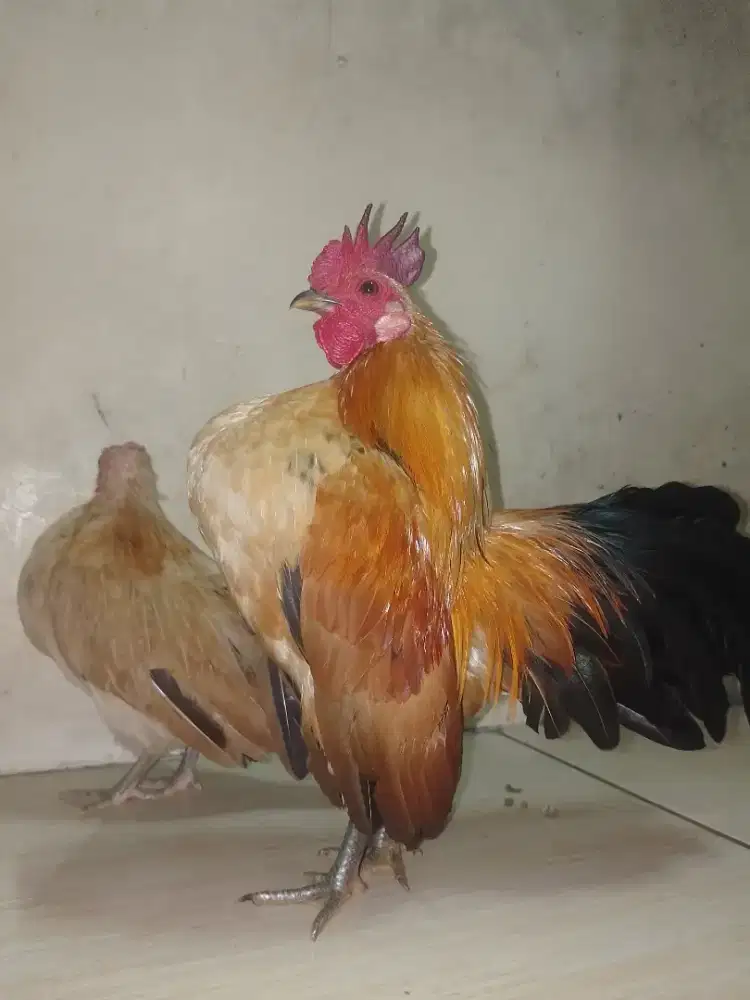 Sepasang serama belujur