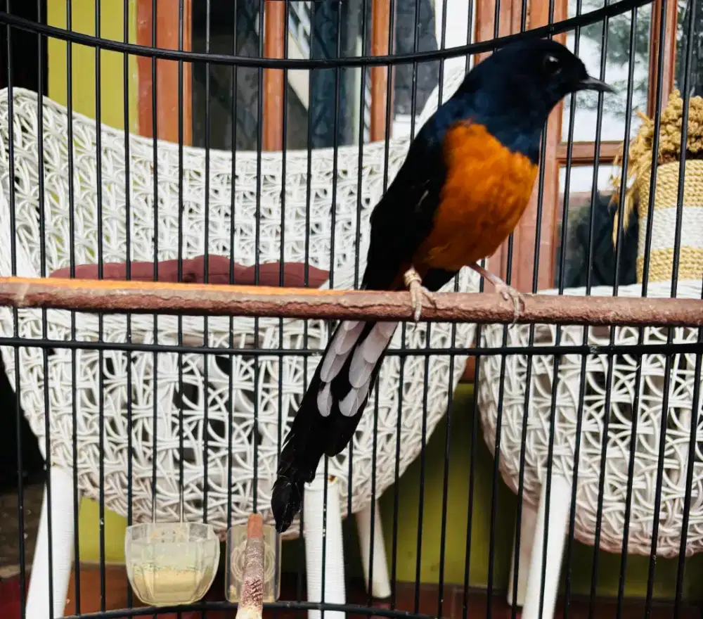 Murai Batu sudah Gacor