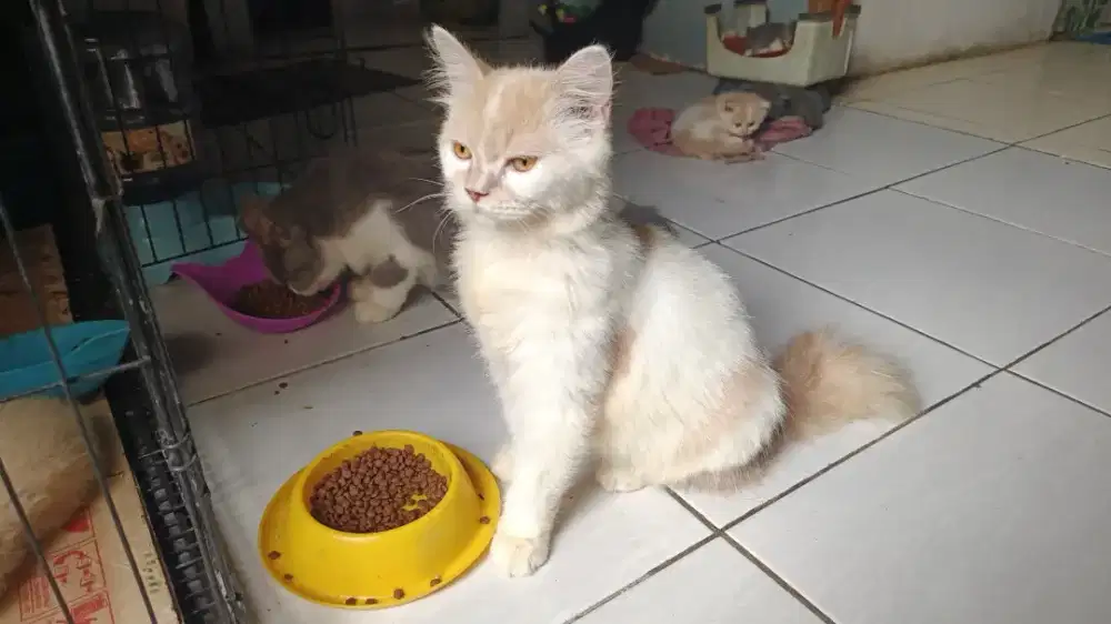 Kucing Persia Long Hair