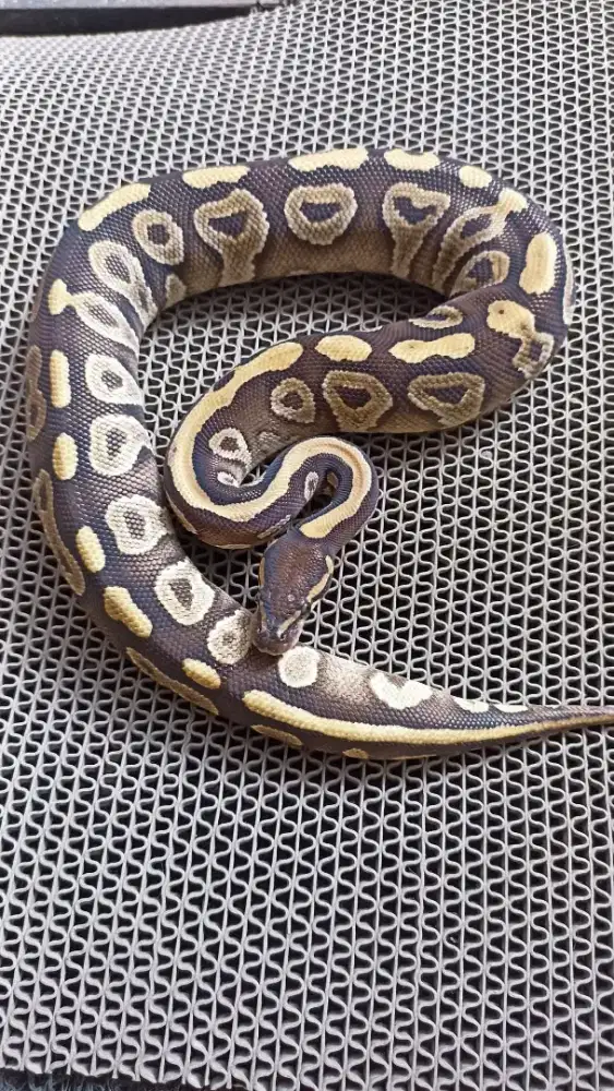 BP Mojave Betina Istimewa