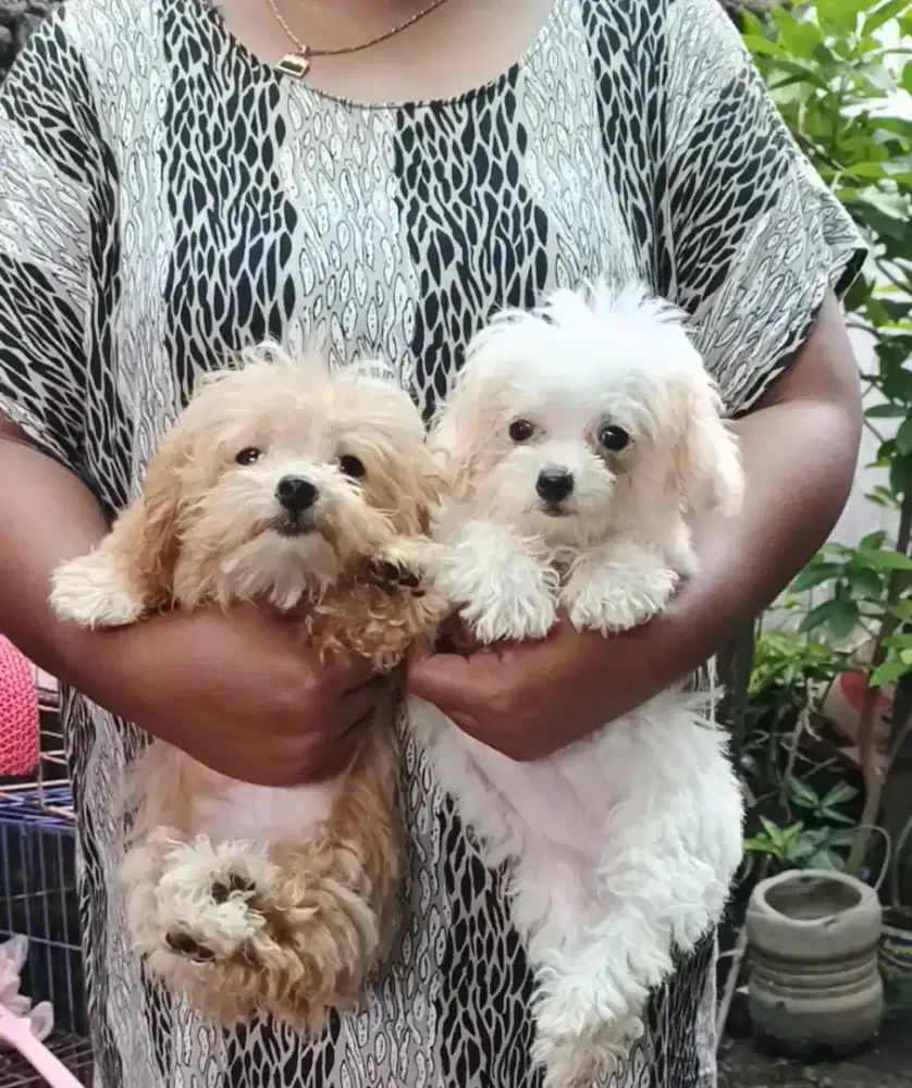 Maltipo 2,5 bln sudah vaksin