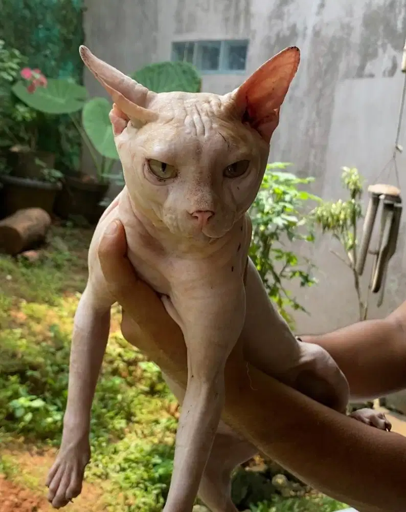 open pack pejantan sphynx