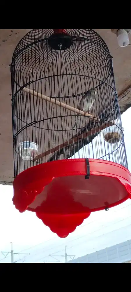 Burung Kenari Panda Gacor