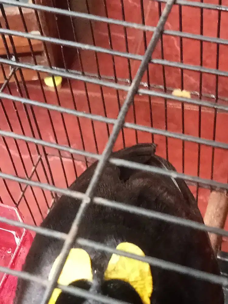 Burung Pemakan Pisang