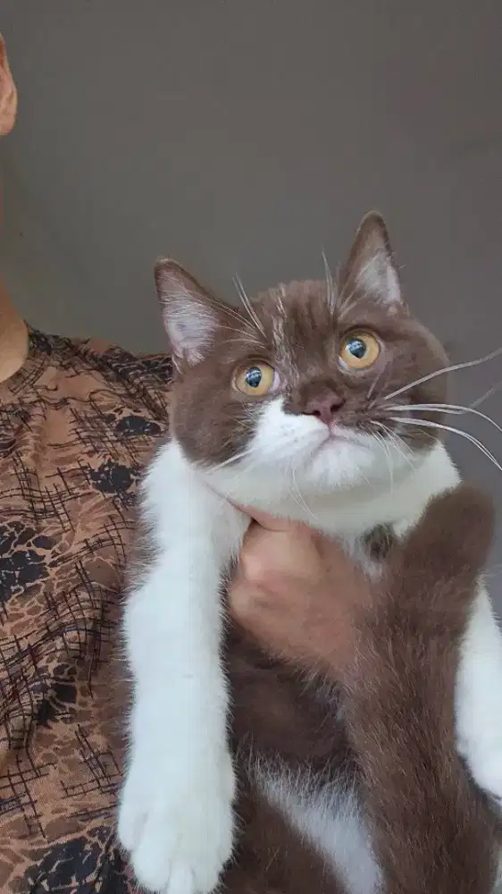 Kucing british shorthsir bsh british shorthair