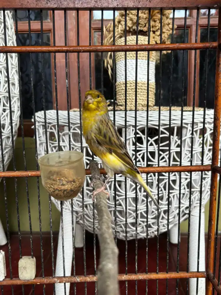 Kenari AF Jantan isian Blackthroat