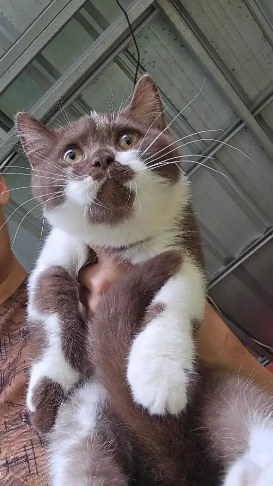 Kucing british shorthair bsh british shorthair