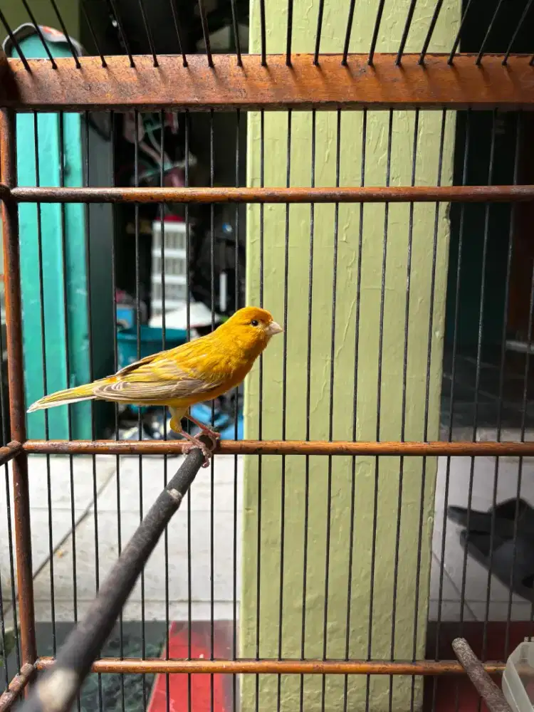 Kenari Isabel Jantan Gacor Plus Kandang Ebod