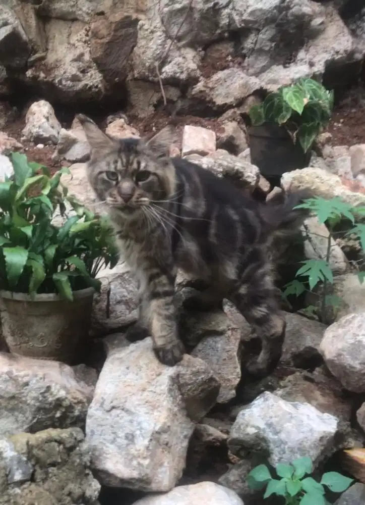 Jasa pacak kucing mainecoon jantan