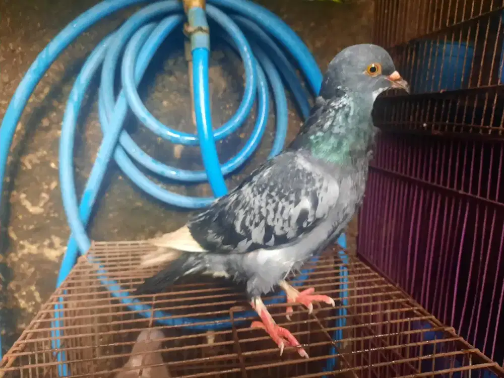 Bujangan trahan sendiri indukannya pernah juara dilapak sini..