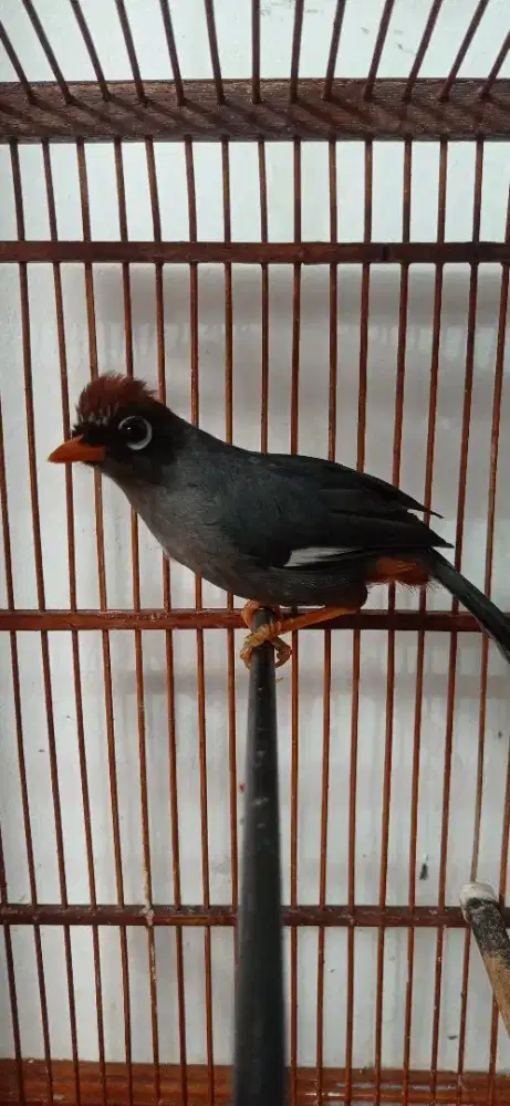 Burung Poksay Mandarin, Plong, Gacor, Mulus