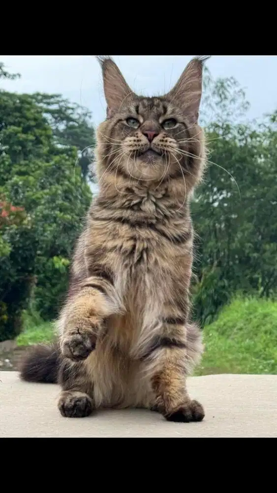 Jasa pacak kucing mainecoon jantan