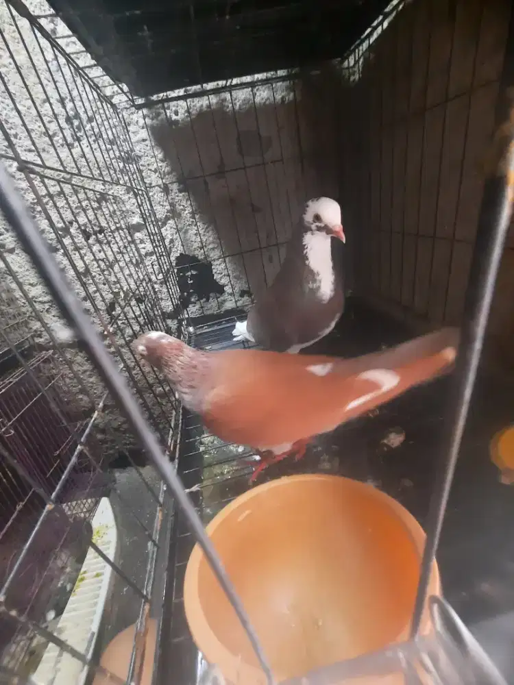 Burung dara sepasang siap jadi player..