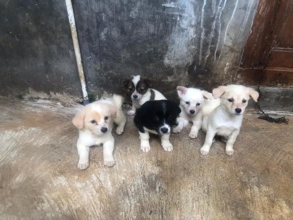 Anakan Anjing Mix