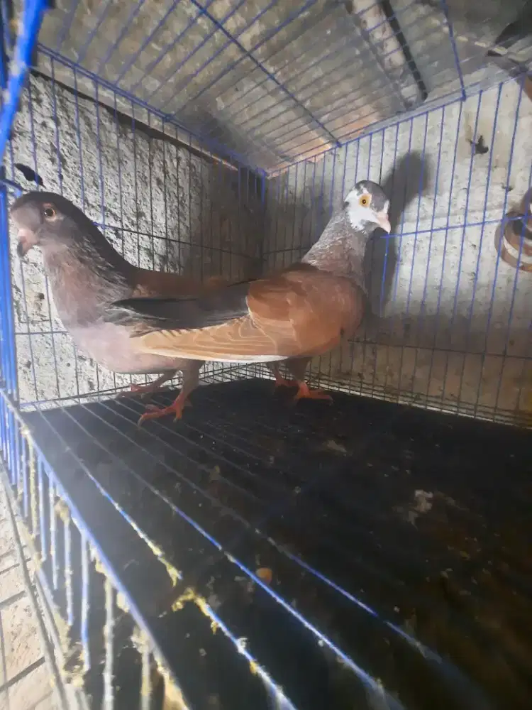 Burung dara sepasang siap jadi player..