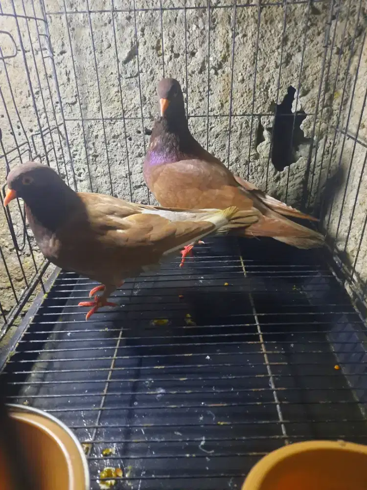 Burung dara sepasang siap jadi player..