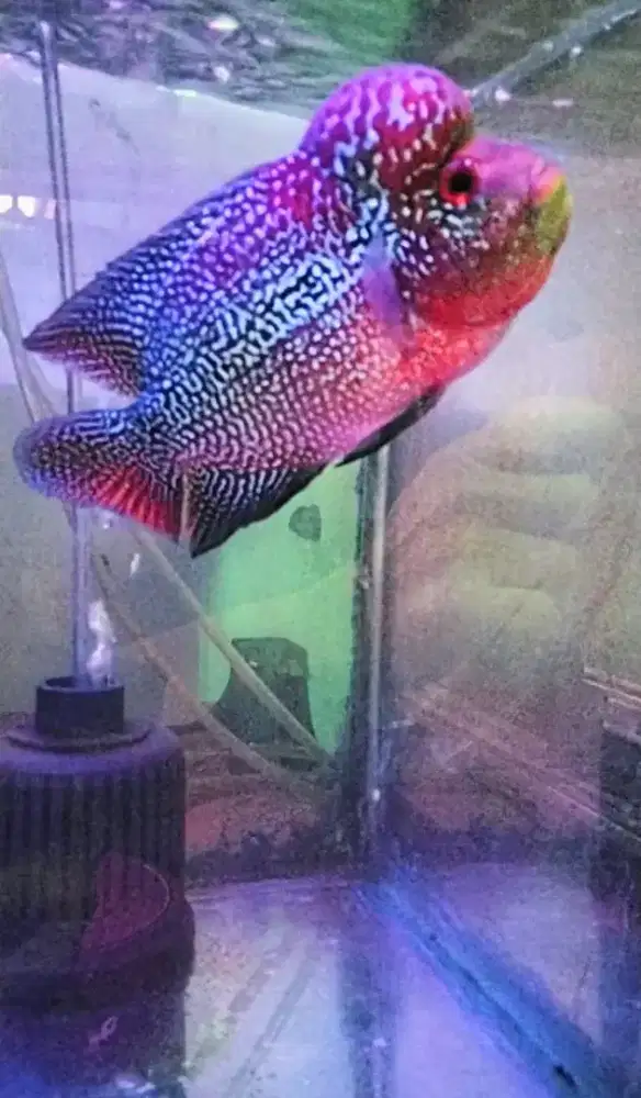 Louhan cencu Srm jenong merah