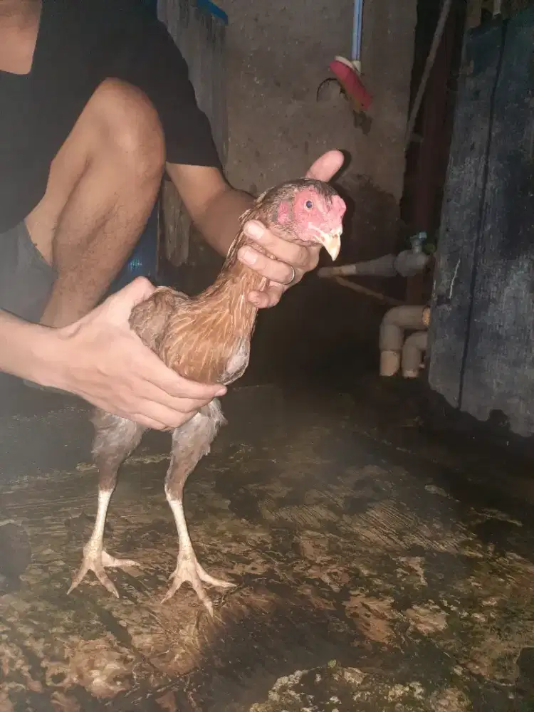 Betina shamo cross phakoy..