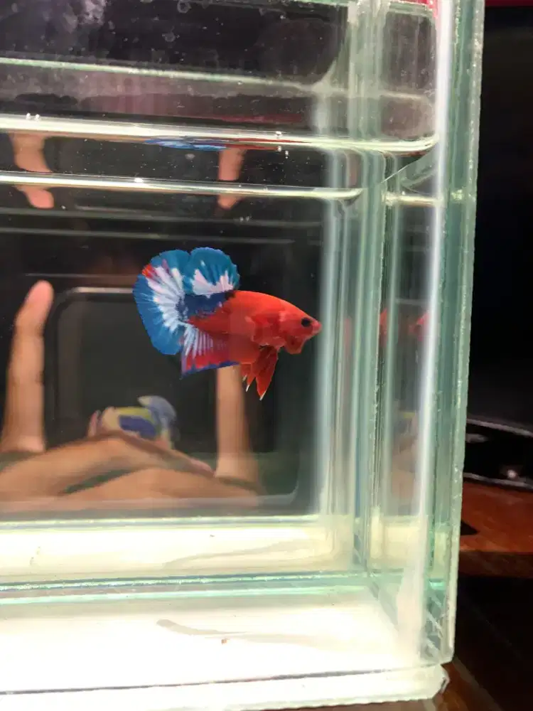 CUPANG HELLBOY JOSJIS