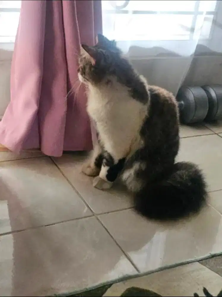 Kucing Persia sepasang