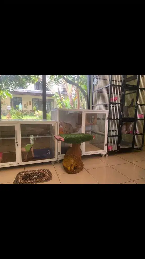 Pet hotel penitipan kucing mainecoon bsh munchkin sphynx bambino