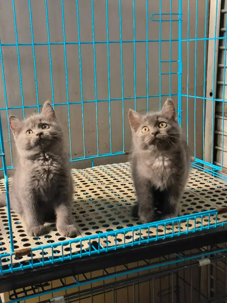 British shothair female