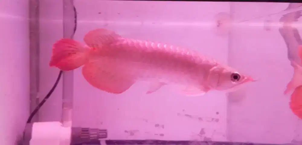 Arwana super red 22cm