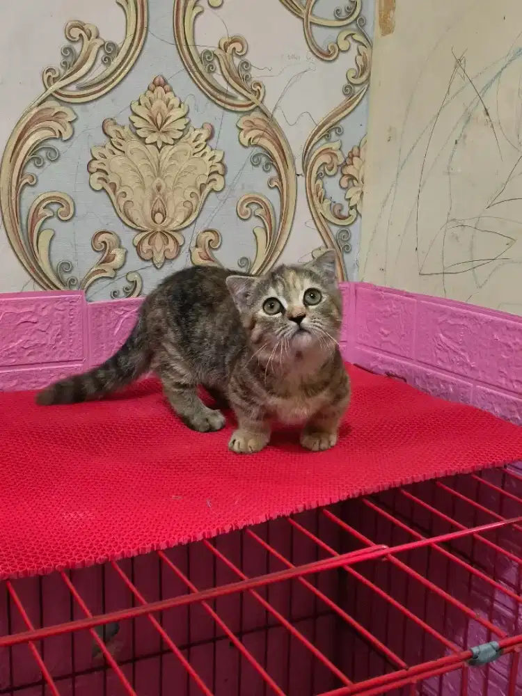 British cebol female telinga lipat/gaelic