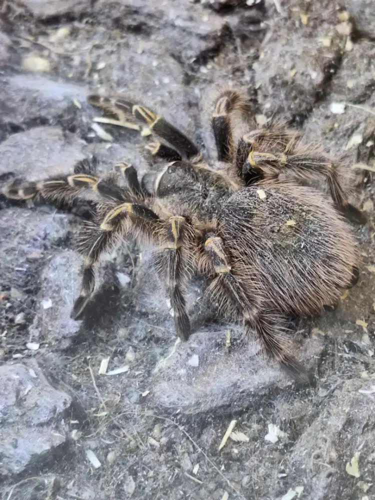 Tarantula gede  jinak