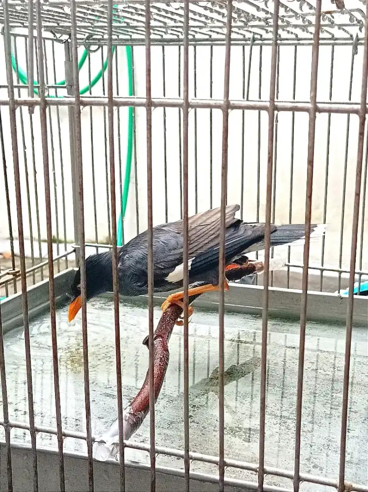 Jalak Kebo Harian Rame