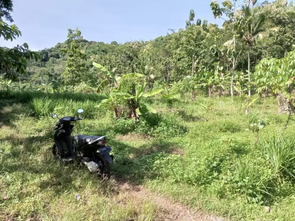 Di jual tanah perkebunan di daerah kandangan Bawen Kab. Semarang