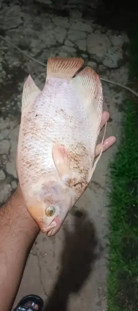 Ikan gurame padang usia 3 tahun