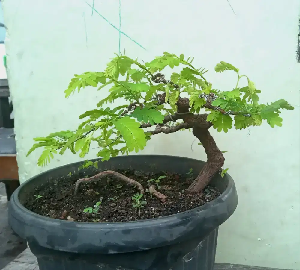 Bonsai Asam Jawa