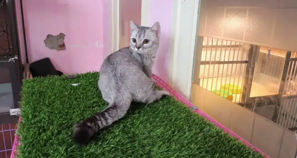 Kucing kitten munchkin bsh silver jantan