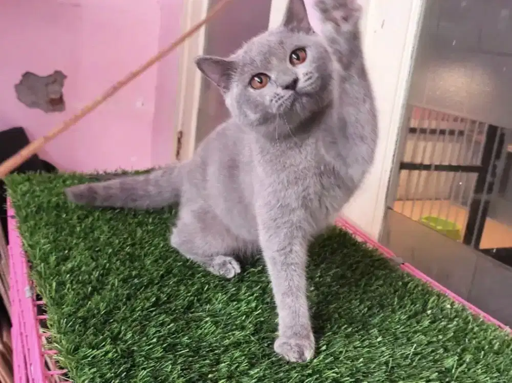 Kucing kitten british shorthair light blue betina