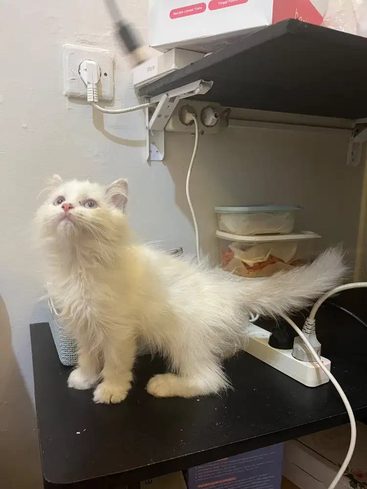 Lepas adop kitten Ragdoll betina