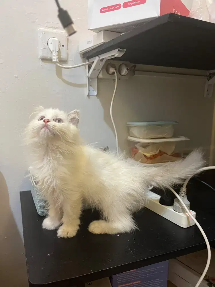 Lepas adop kitten  Ragdoll betina  2,6 bulan