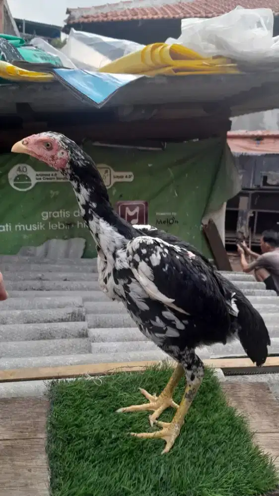 Ayam bangkok betina Usia 4 bulan