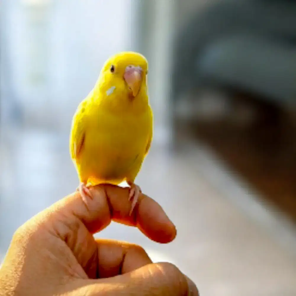 Parkit Jinak Warna Cantik – Cocok untuk Pemula & Anak-anak