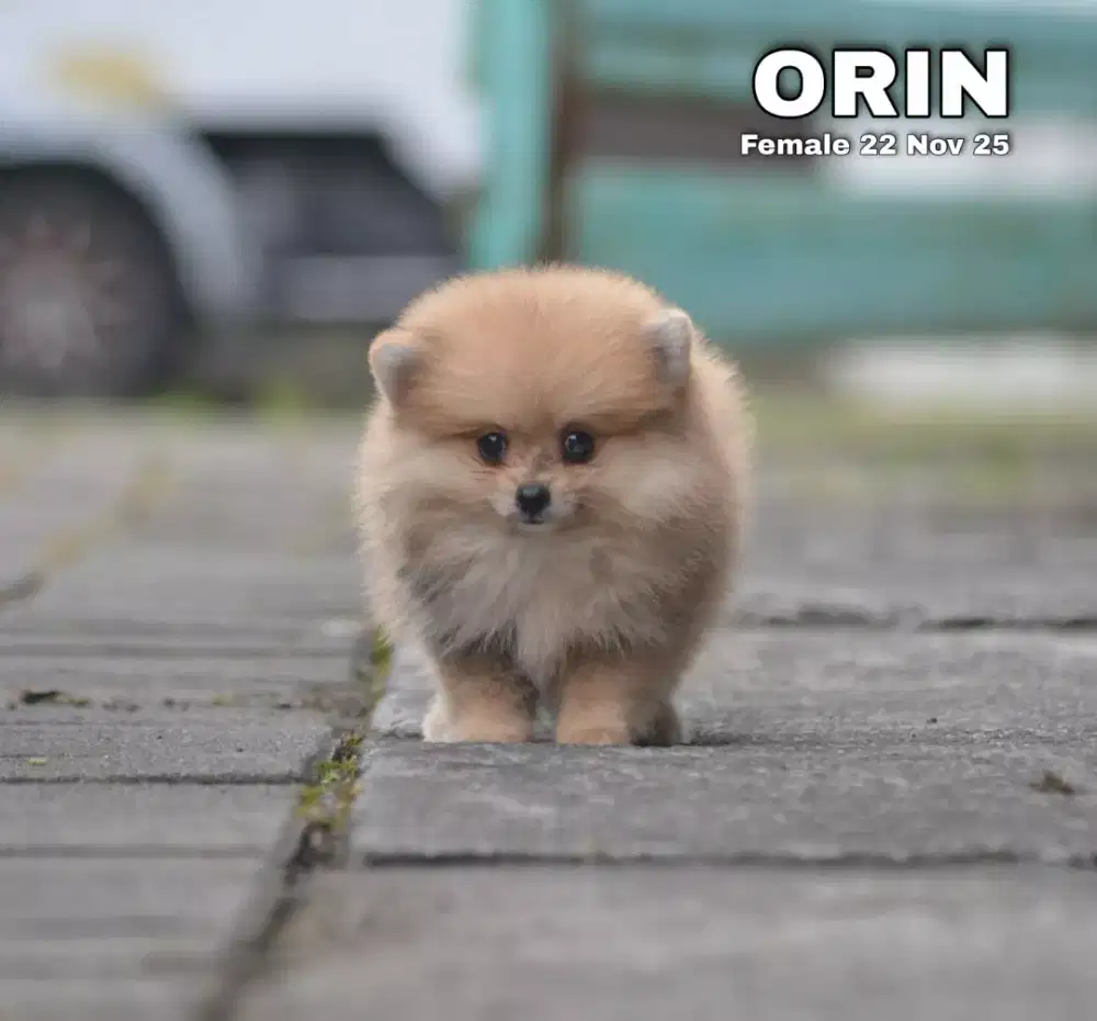 Minipom betina •ORIN•