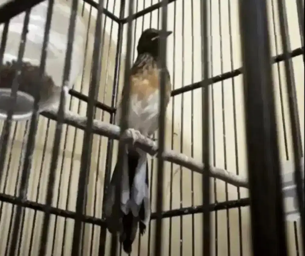 murai batu trotol jantan trah bahorok 25x14cm