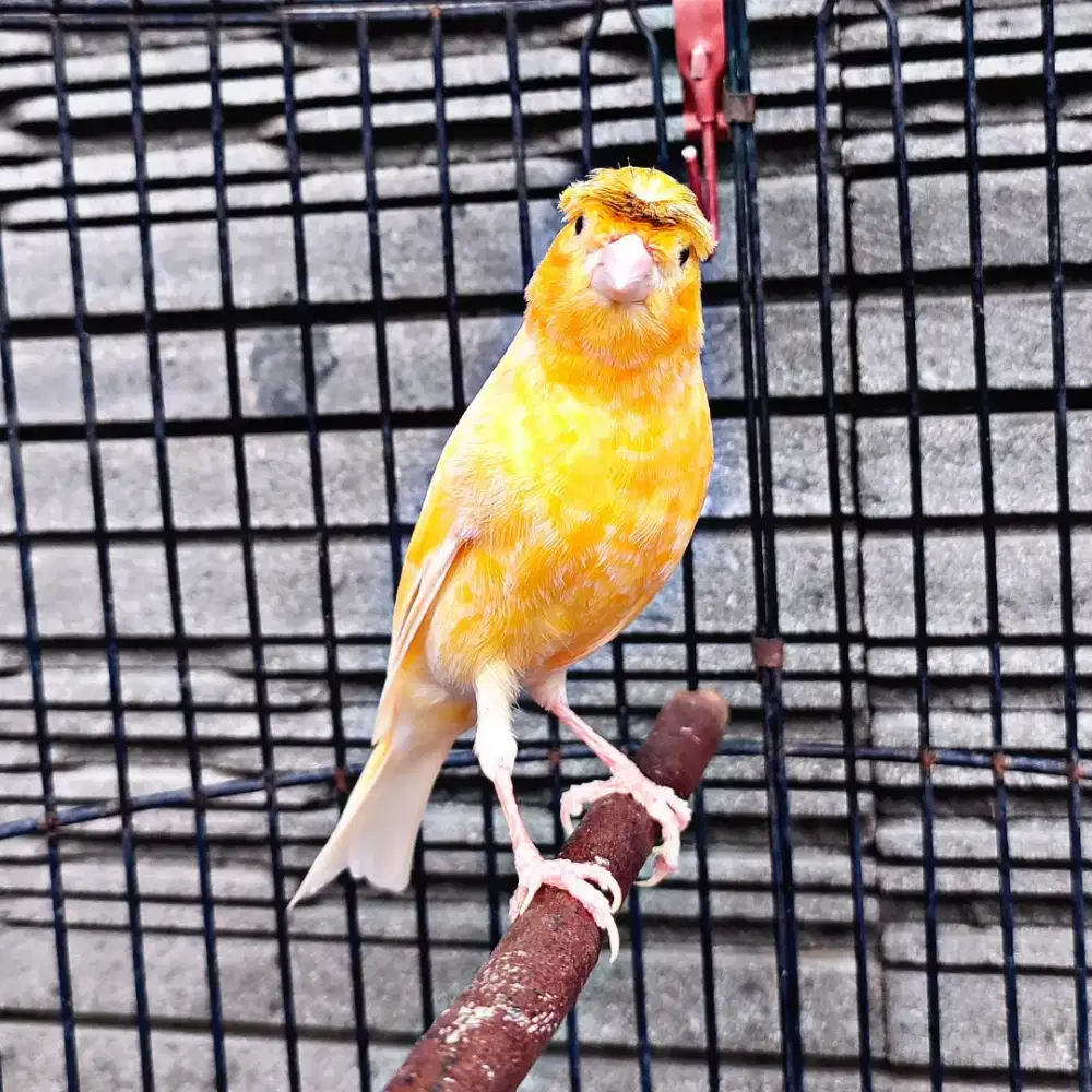 Kenari Jambul/Gloster Sunkist - Jantan Gacor