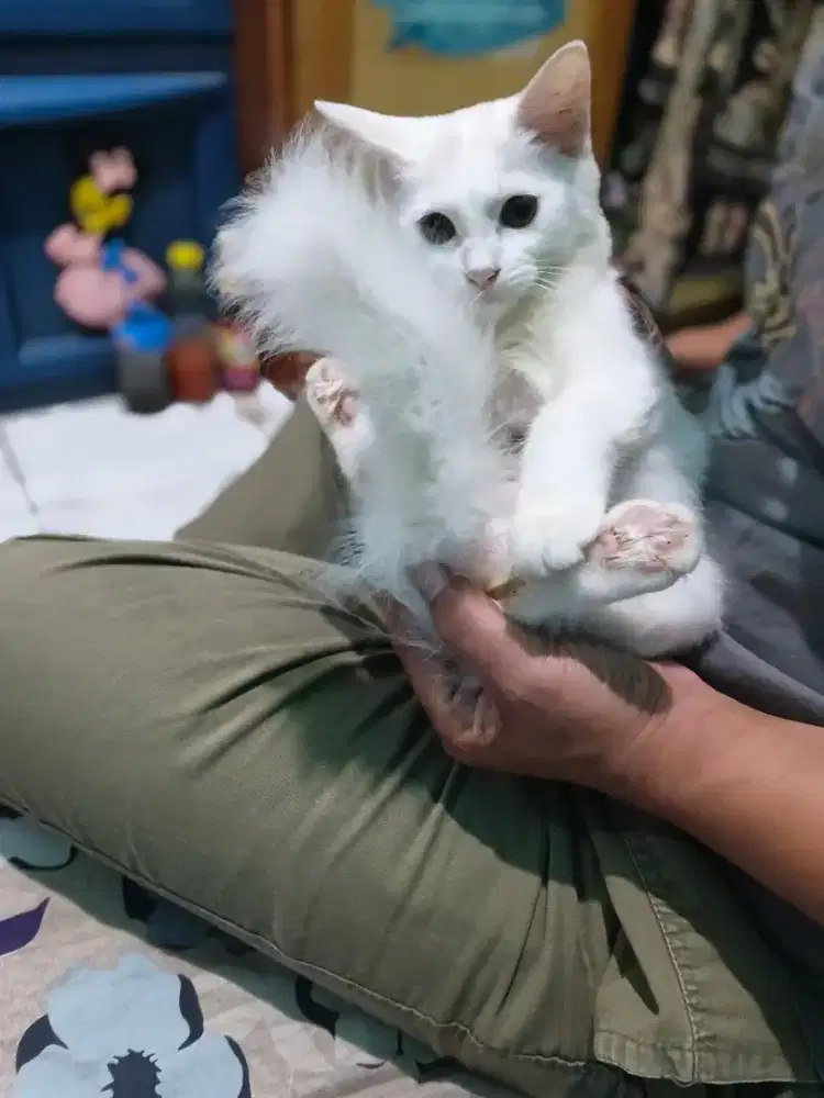 jual kitten betina usia 3 bulan