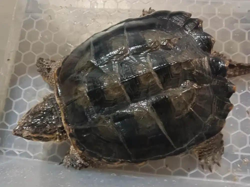 Kura kura Common Snapping Turtle ( CST)