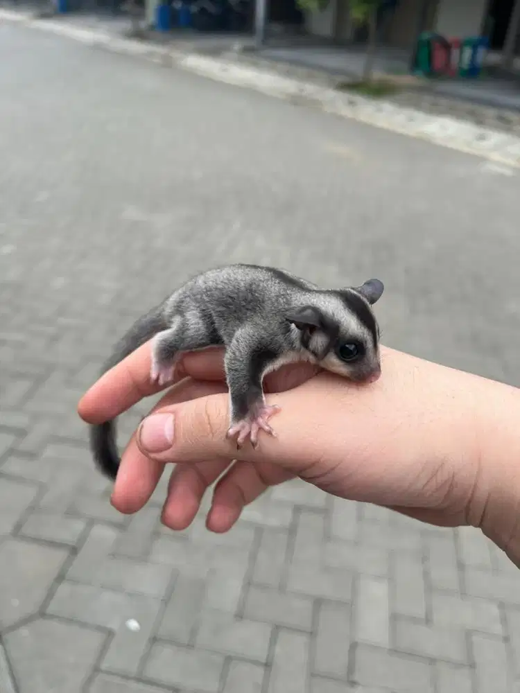 Sugar glider grey 3 minggu