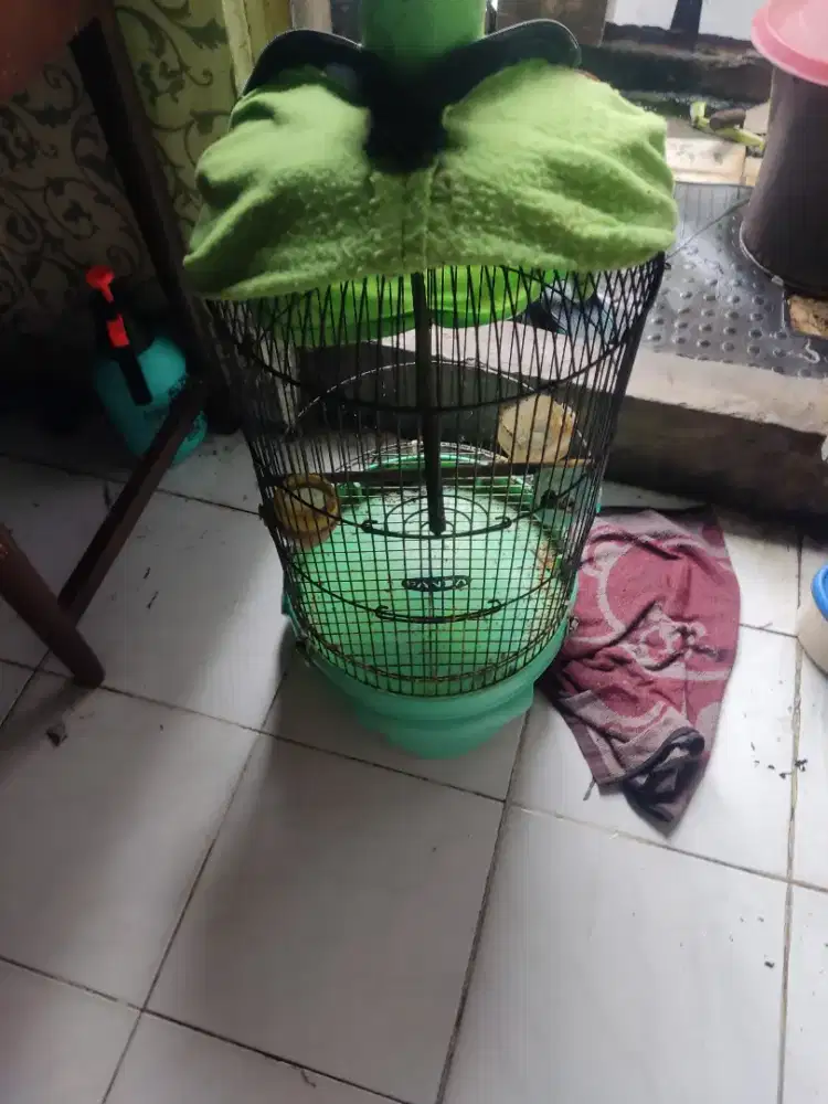 Kandang lb masih kekar